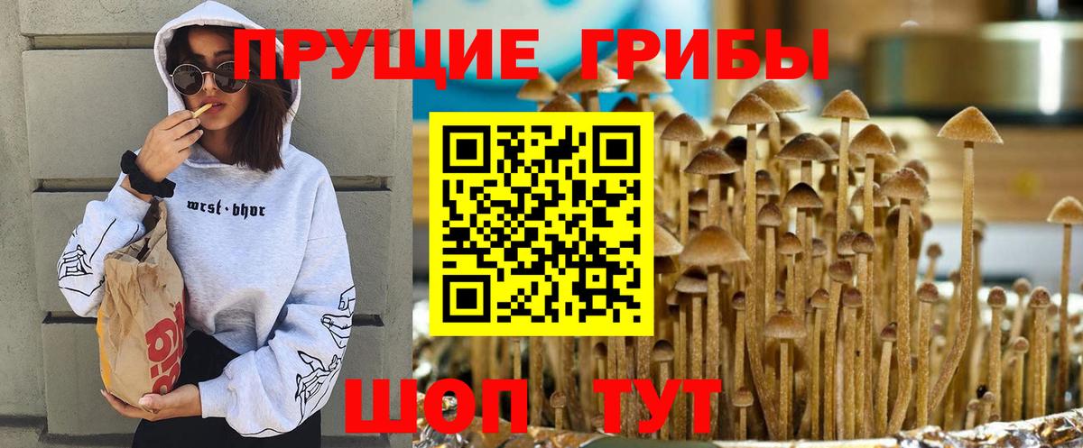 Кинель  даркнет сайт  Вход с VPN  Псилоцибиновые грибы Psilocybe 
